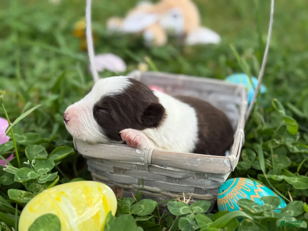 Border Collie dogs for sale: Red male - Ad 1