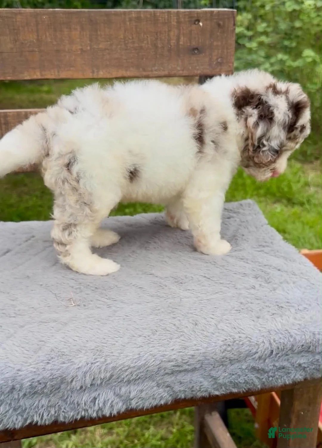 Cockapoo dogs for sale: Cockapoo 4 - Ad 16