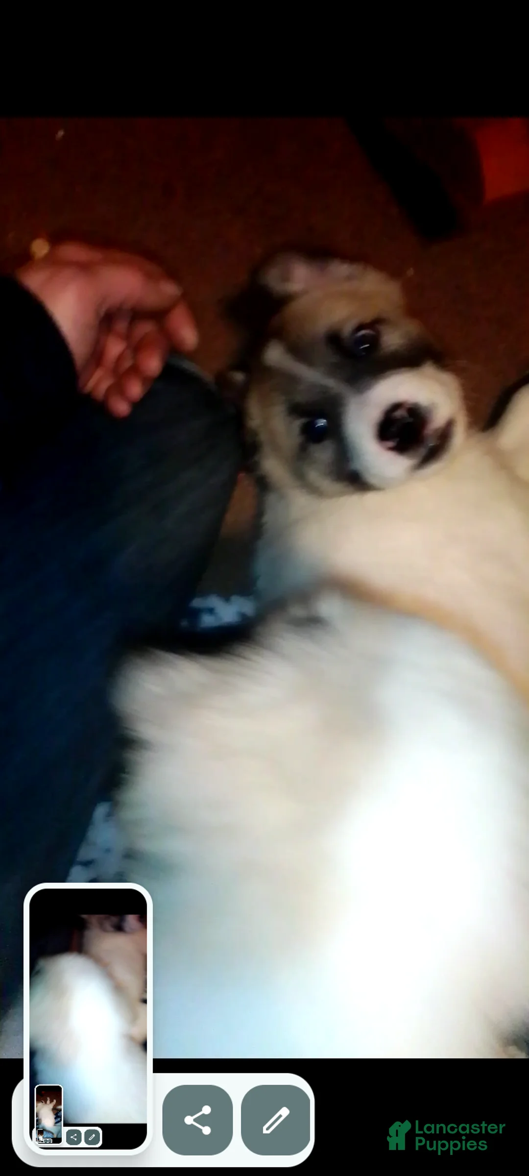 Mixed Breed dogs for sale: BABY JOJO  - Ad 41