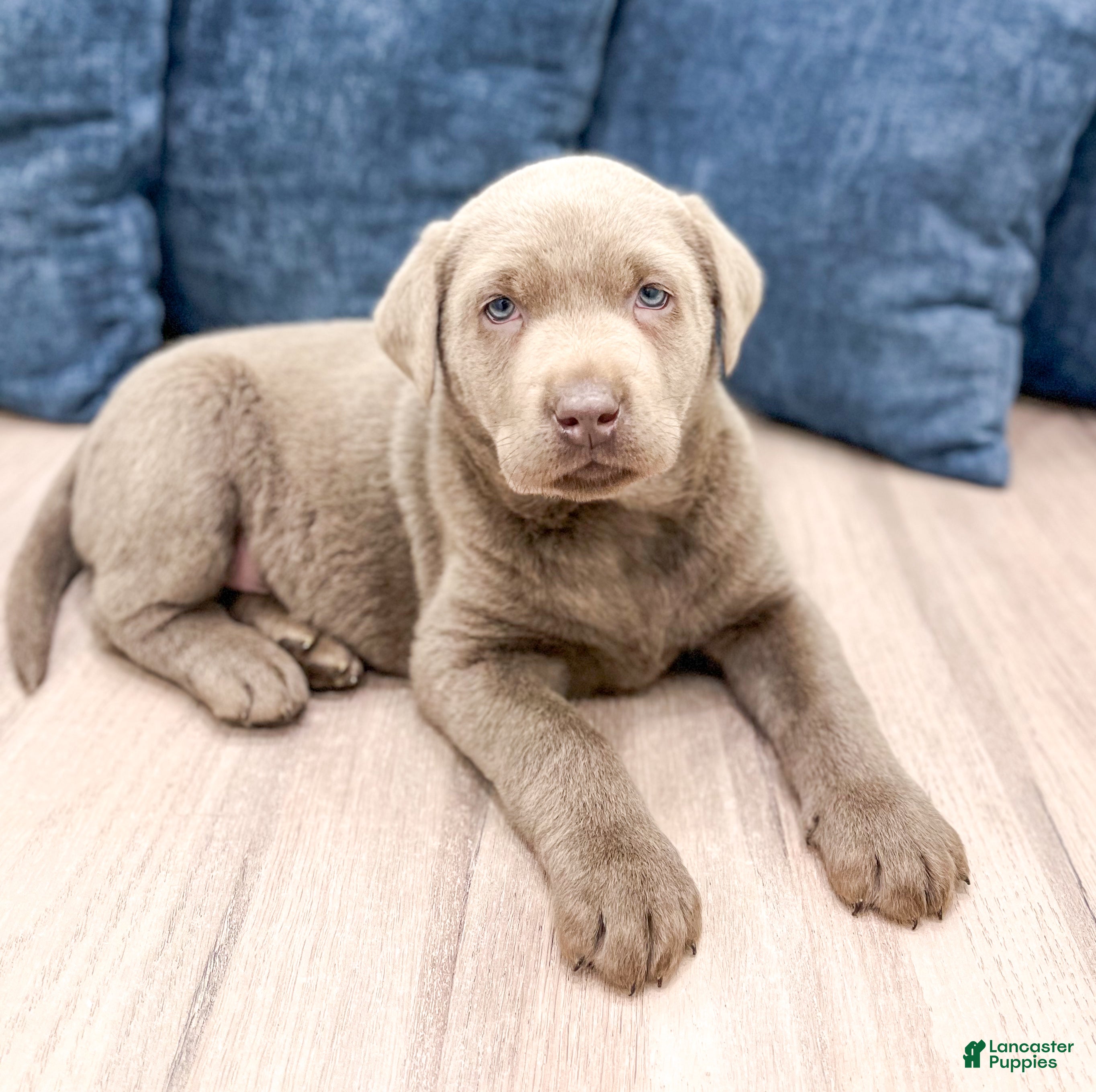 Labrador Retriever dogs Shadow - Ad 41