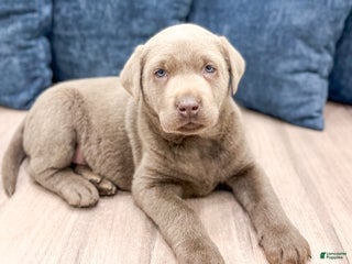 Labrador Retriever dogs Shadow - Ad 41