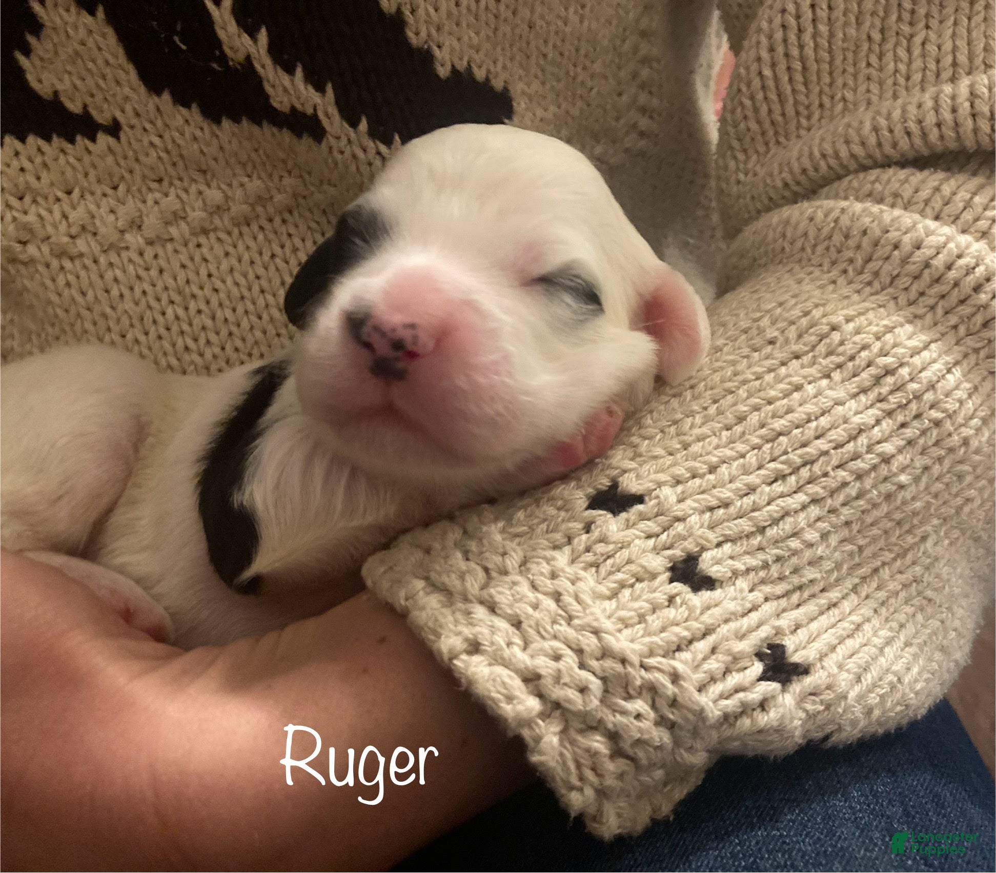 English Setter dogs Ruger - Ad 7