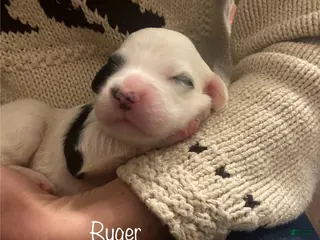 English Setter dogs Ruger - Ad 7