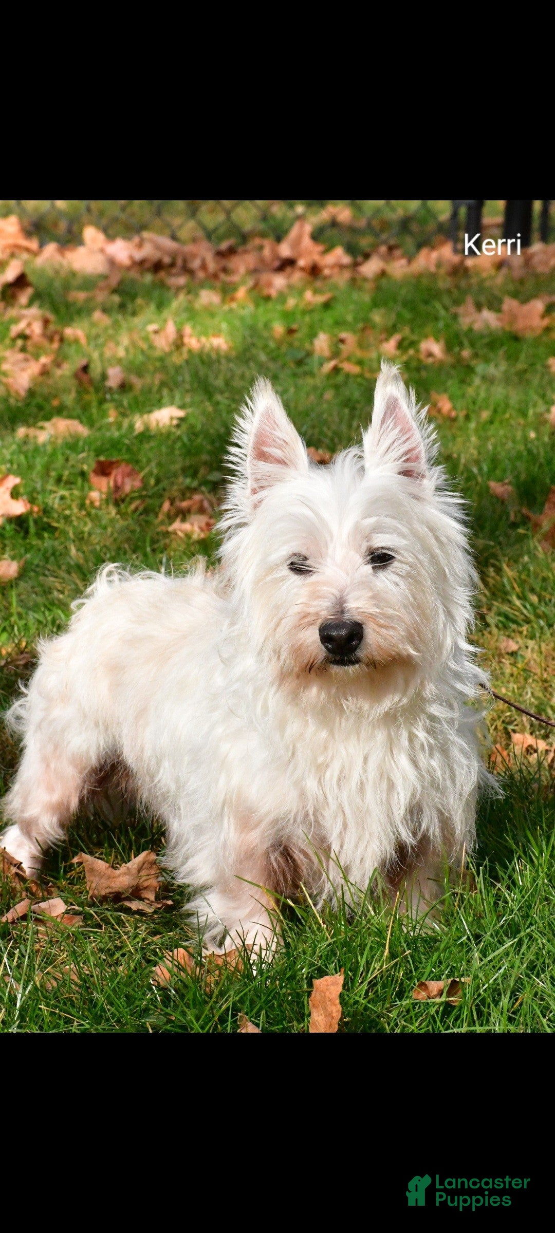 West Highland Terrier dogs for sale: Eva - Ad 9