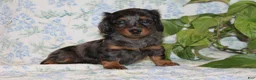 Dachshund dogs for sale: Pumpkin - Ad 3