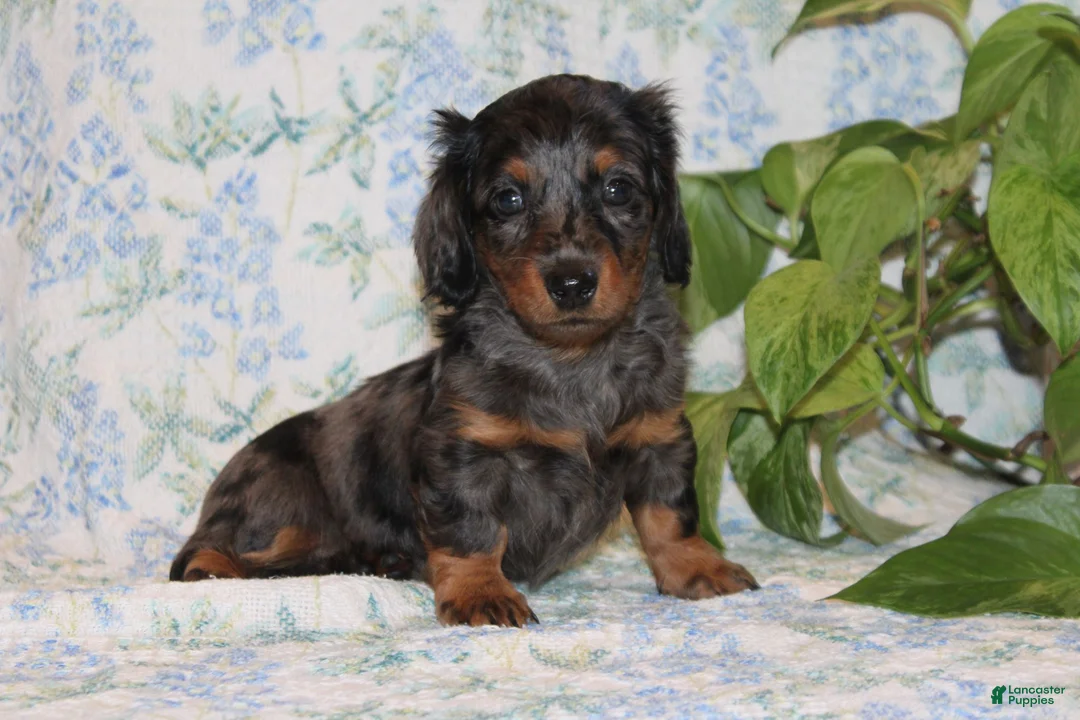 Dachshund dogs for sale: Pumpkin - Ad 3