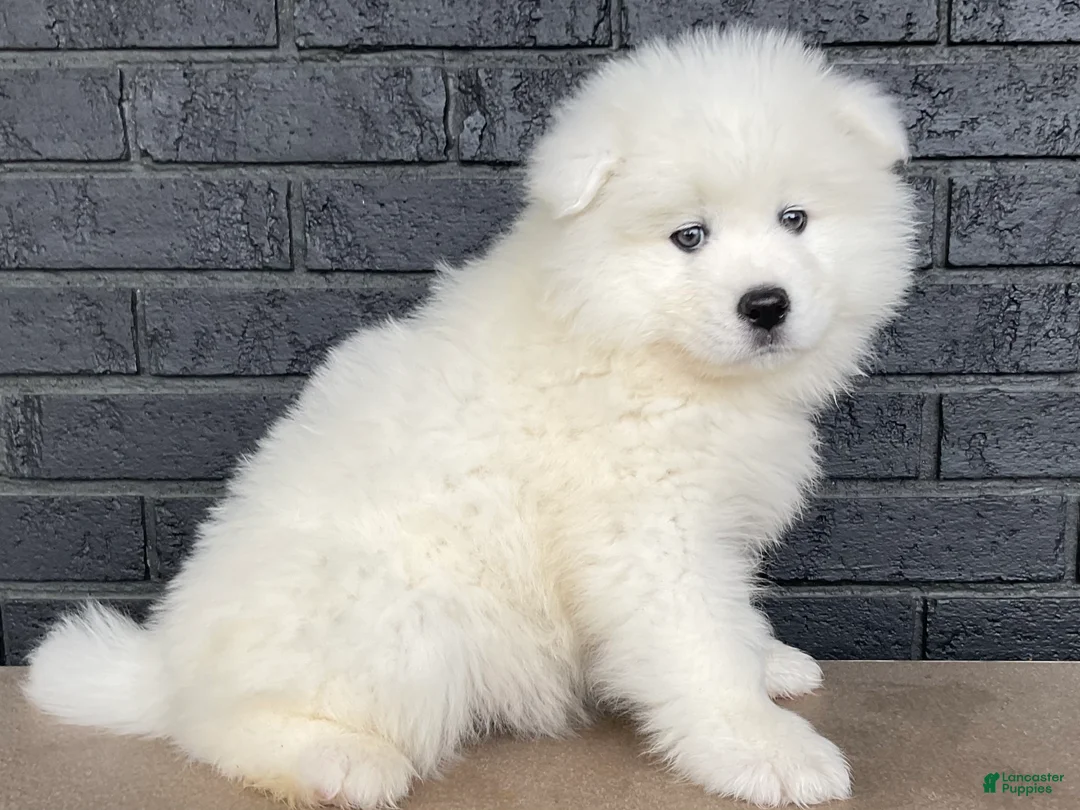 Samoyed dogs for sale: Carter  - Ad 1