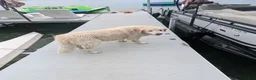 Golden Retriever dogs for sale: Golden Retriever 4 - Ad 5