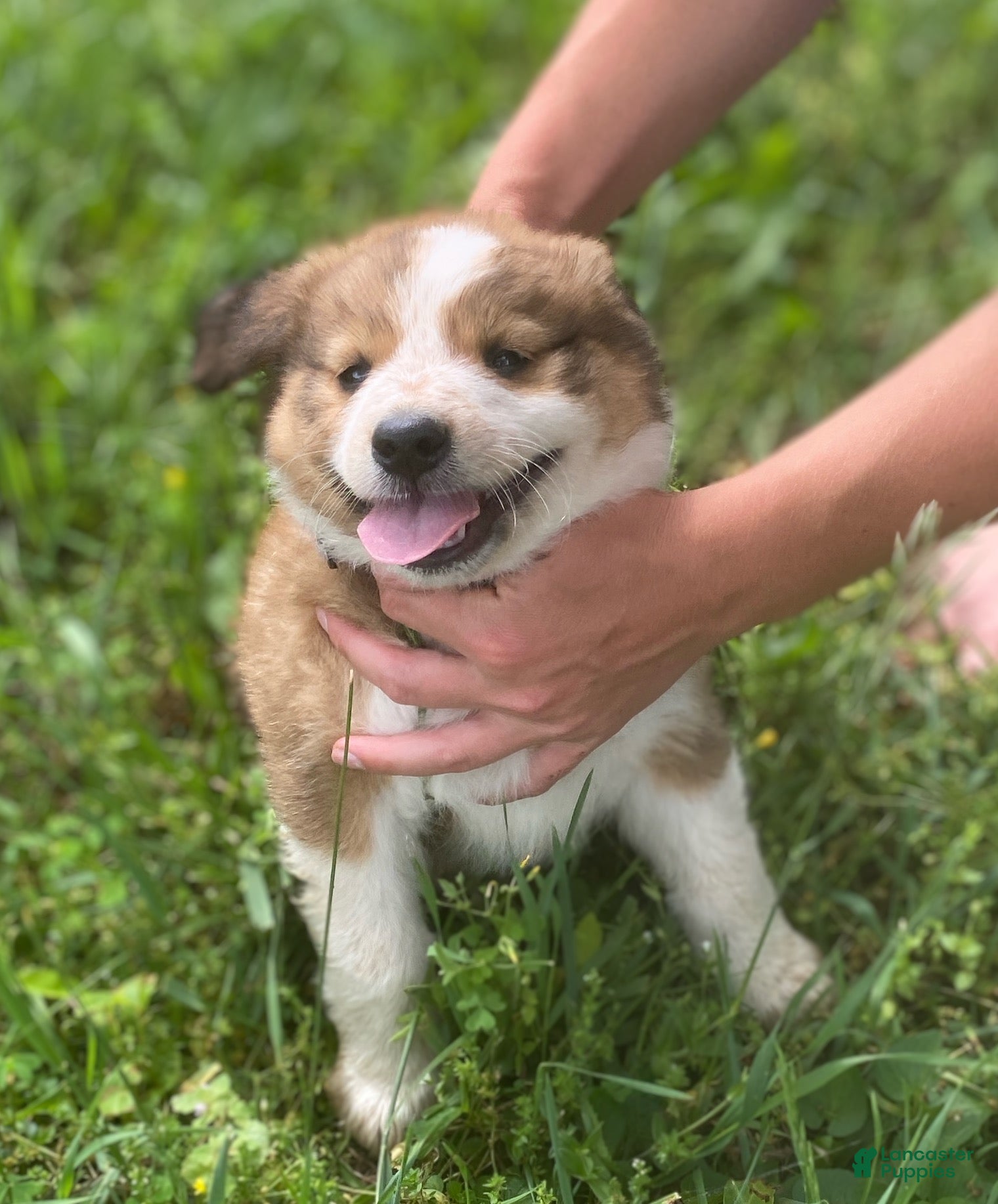 Mixed Breed dogs for sale: ♥️HAPPY GIRL HEIDI♥️ - Ad 20