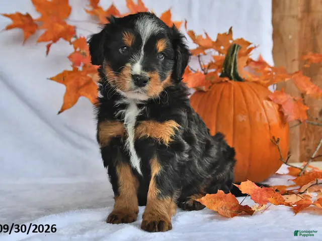 Mixed Breed dogs for sale: Brady - Ad 1