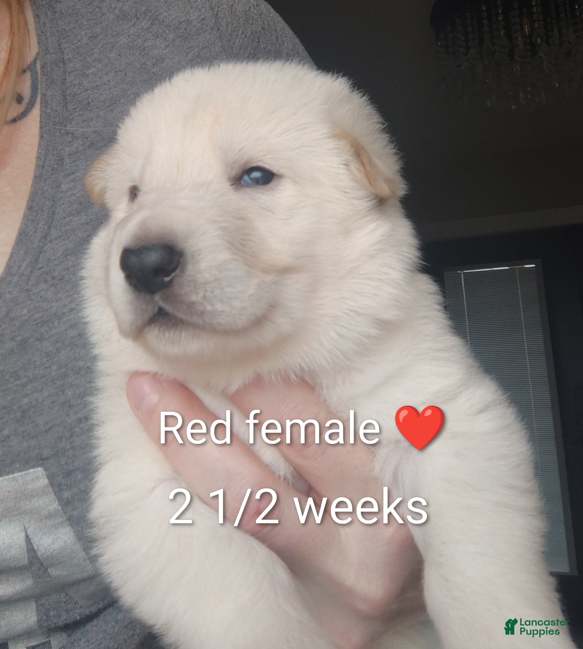 German Shepherd dogs Elsa - Ad 2