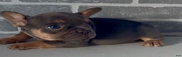 French Bulldog dogs for sale: Bluey - Ad 2