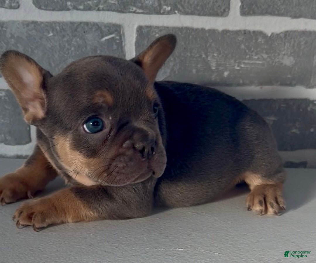 French Bulldog dogs for sale: Bluey - Ad 2