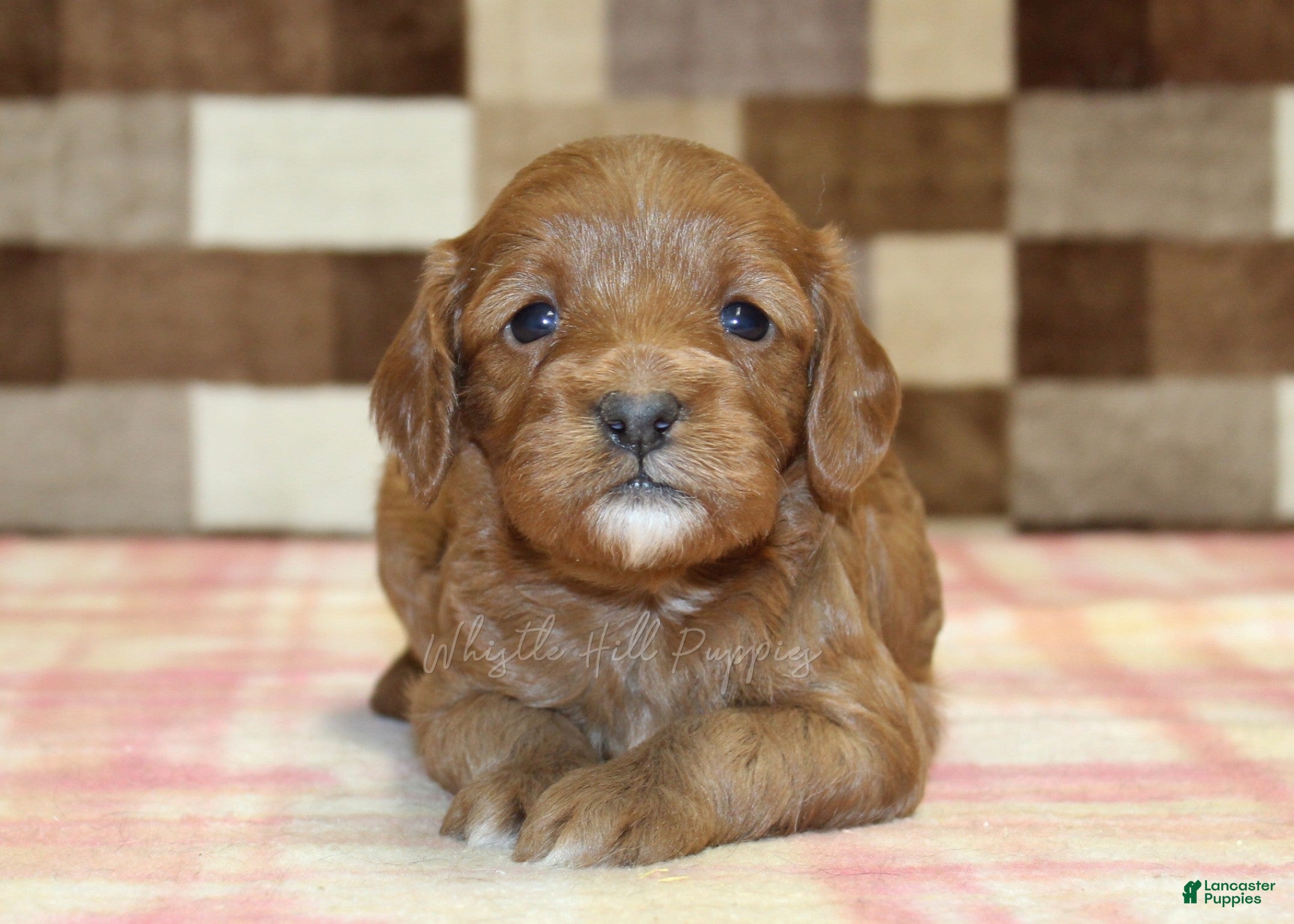 Cavapoo dogs Sparkle - Ad 2