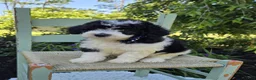 Mini Sheepadoodle dogs for sale: Tucker - Ad 4
