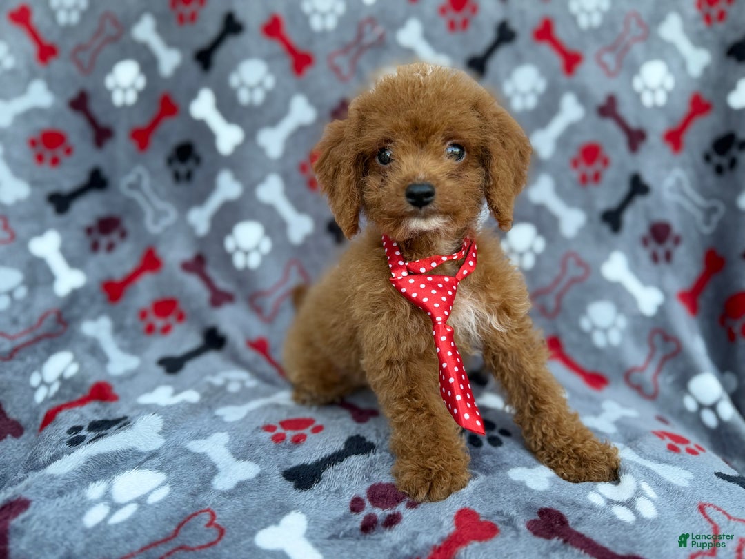 Cockapoo dogs for sale: Dasher - Ad 7