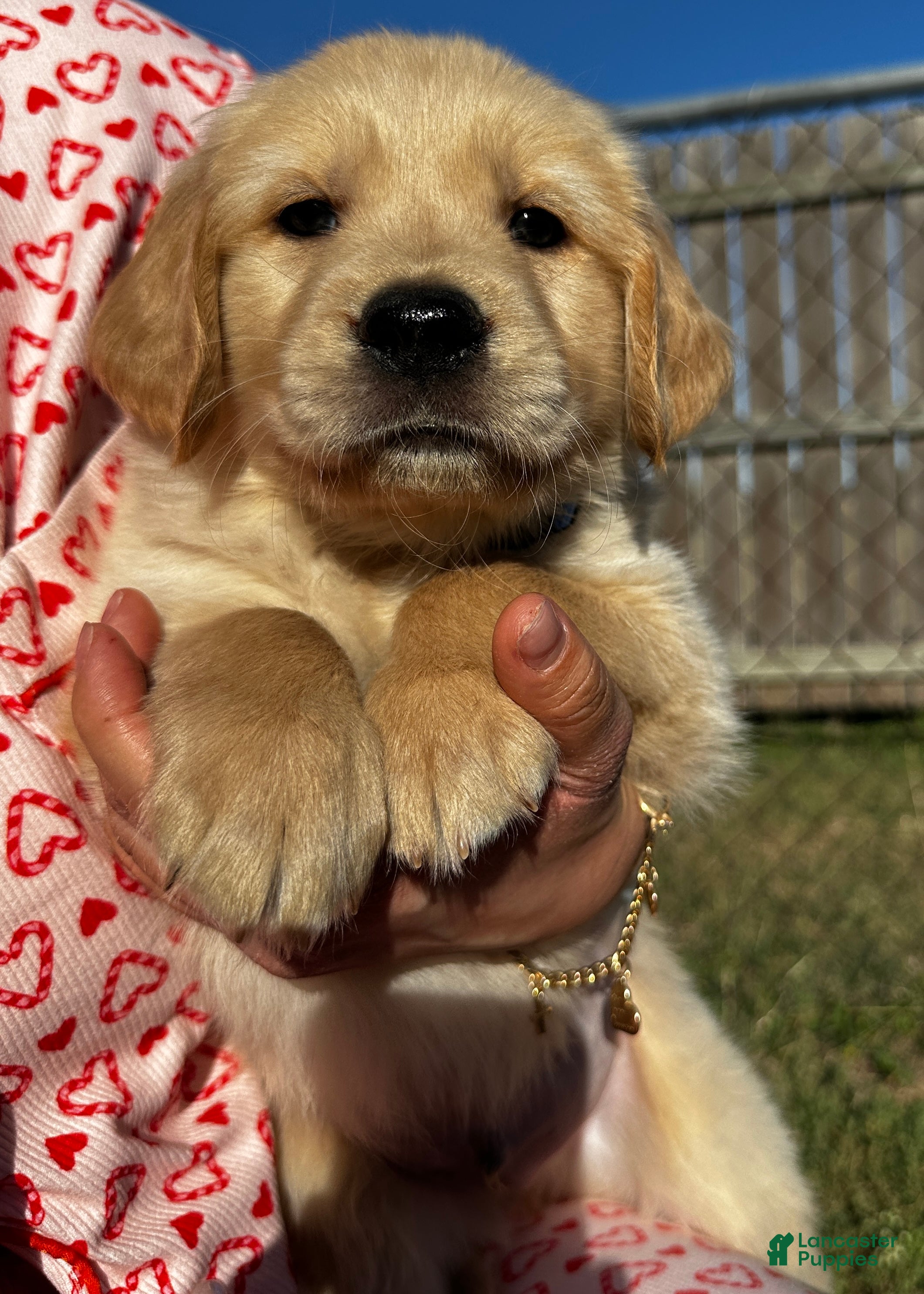 Golden Retriever dogs Blue - Ad 20