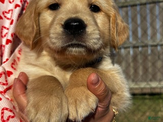 Golden Retriever dogs Blue - Ad 39