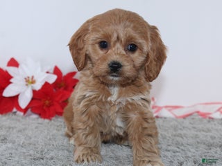 Cockapoo dogs - Ad 30