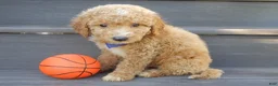 Mini Goldendoodle dogs for sale: Mason (medium) - Ad 4