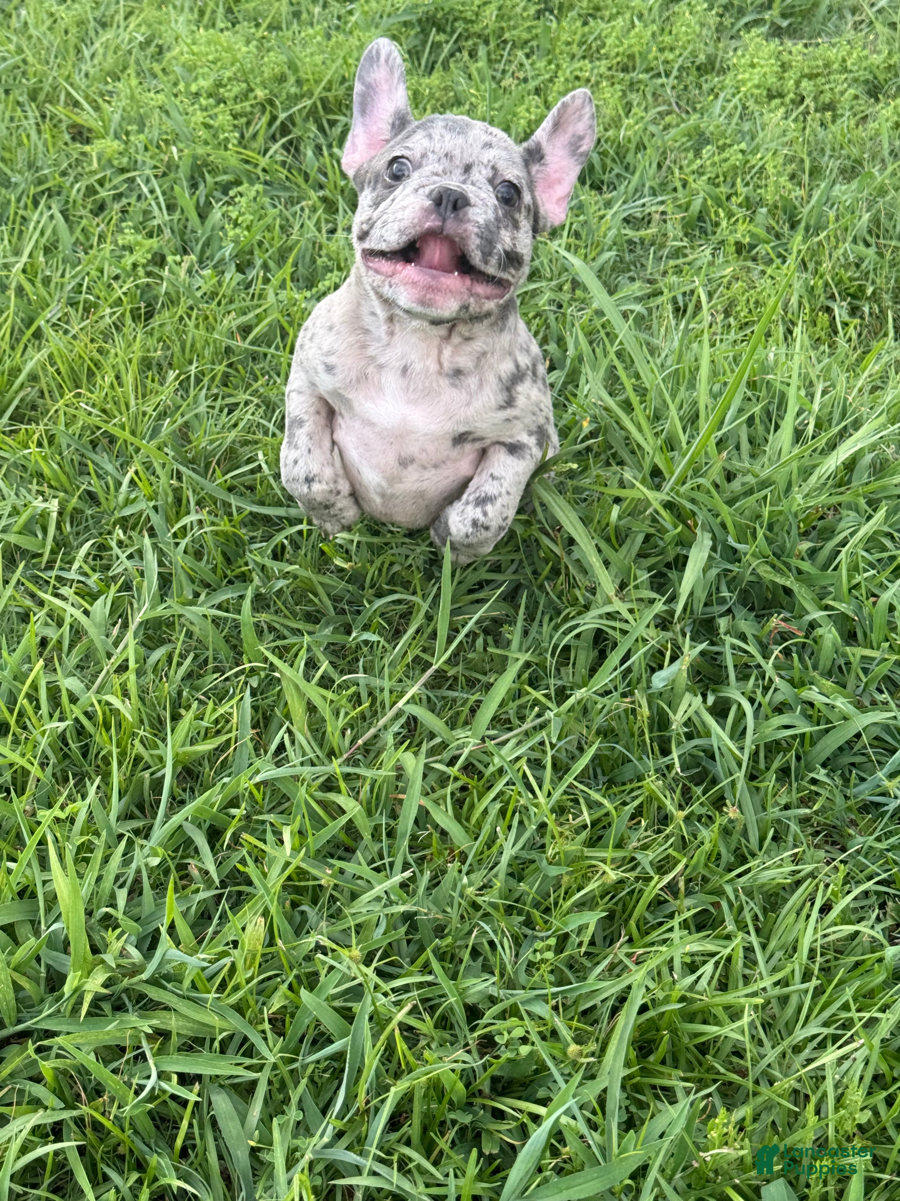 French Bulldog dogs Pappy - Ad 2