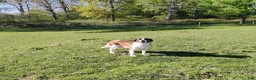 Saint Berdoodles dogs for sale: Alice - Ad 6