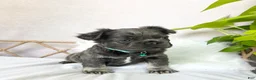 French Bulldog dogs for sale: French Bulldog Puppy 5 - Ad 1