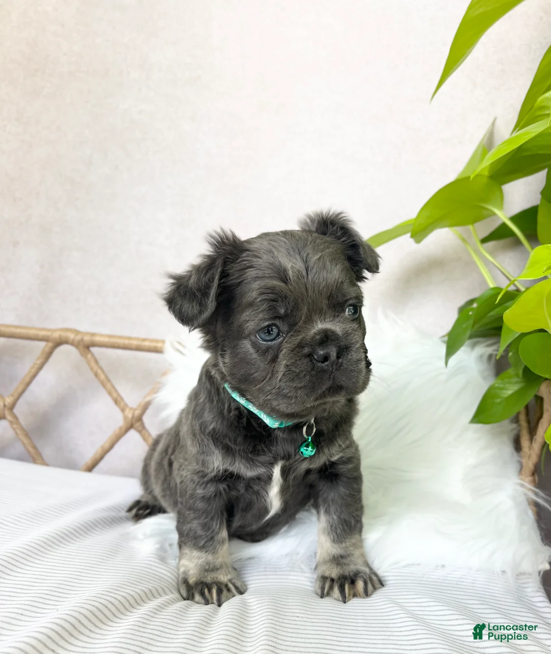 French Bulldog dogs for sale: French Bulldog Puppy 5 - Ad 1