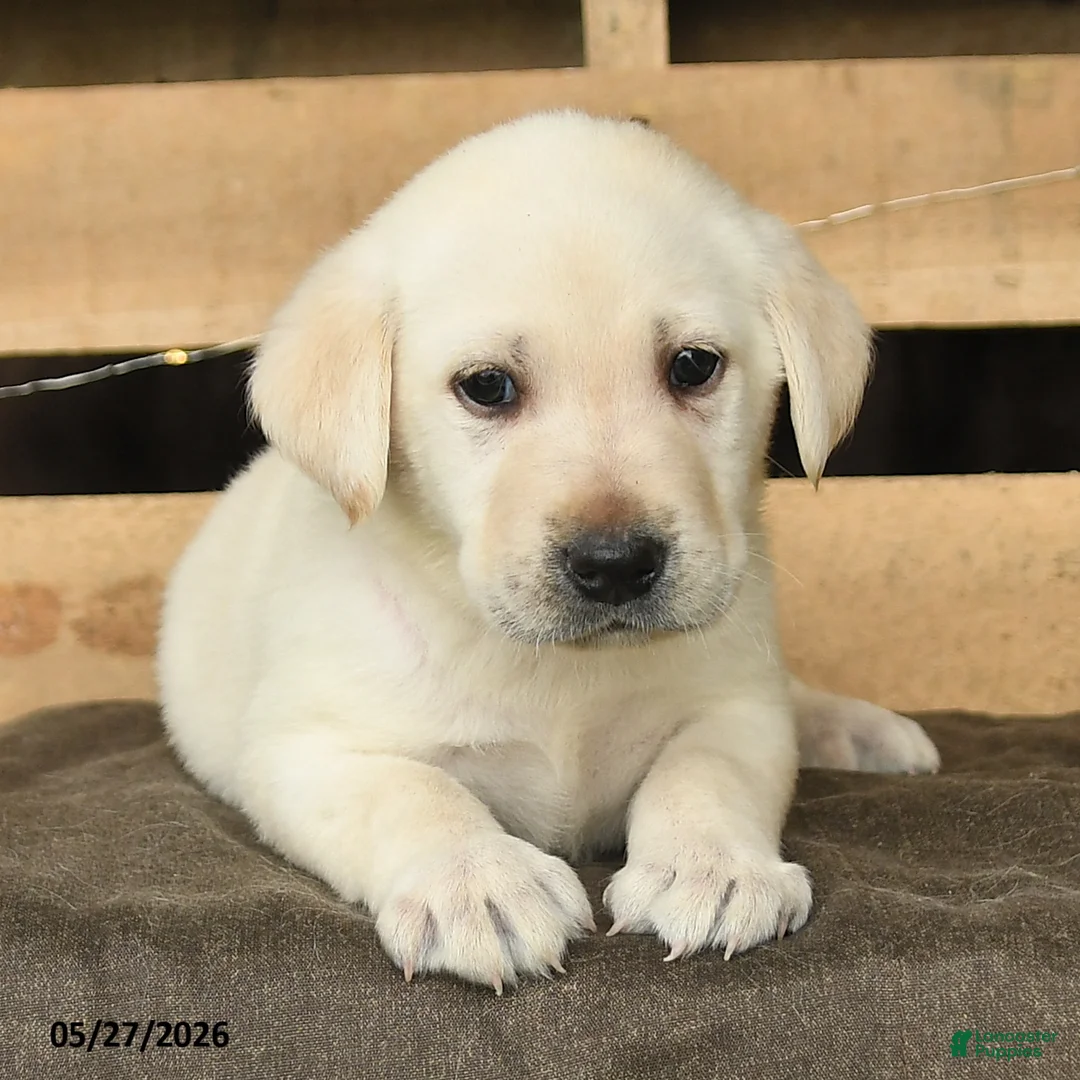 Labrador Retriever dogs for sale: Freedom - Ad 3