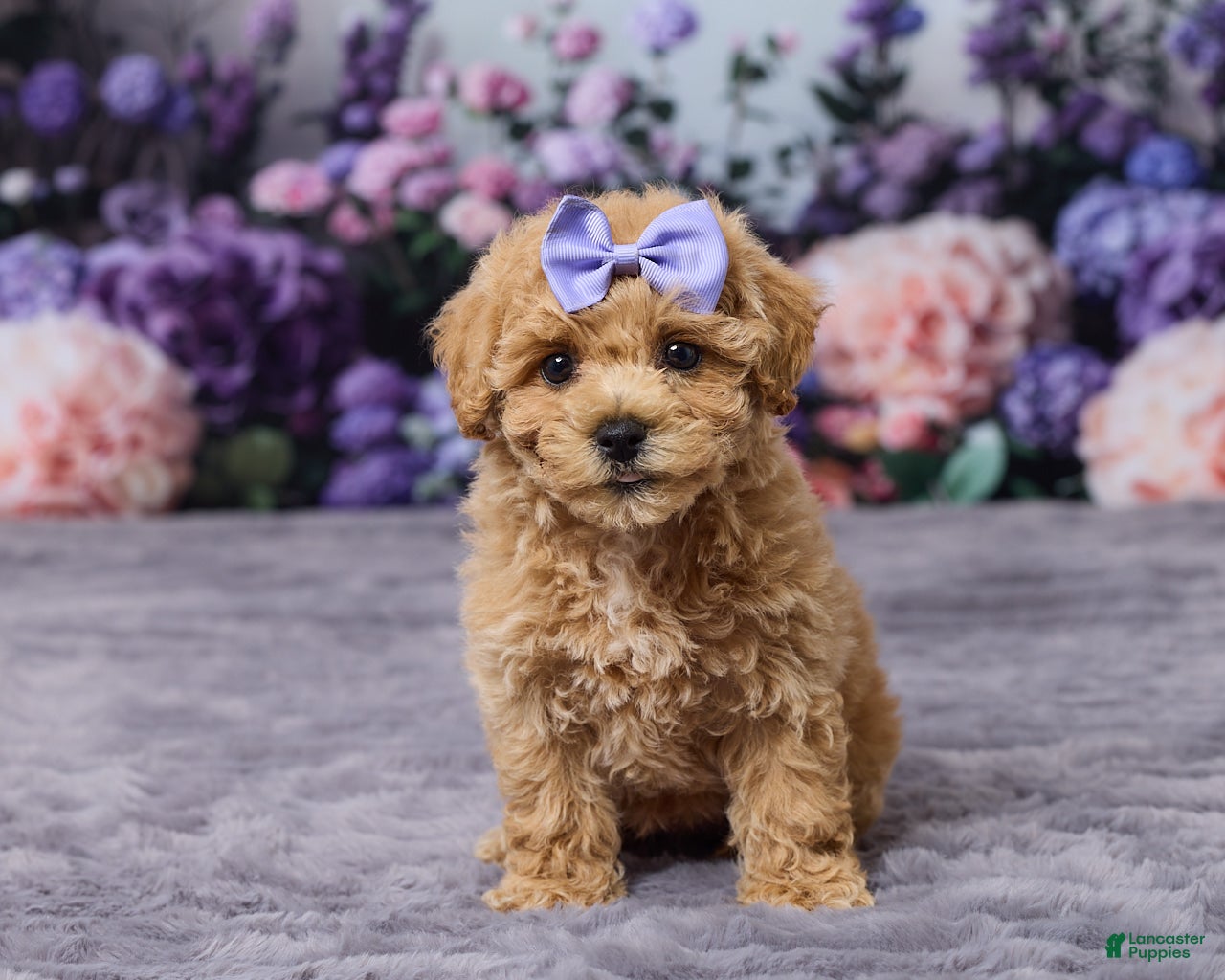 Bichpoo dogs Pansy - Ad 1
