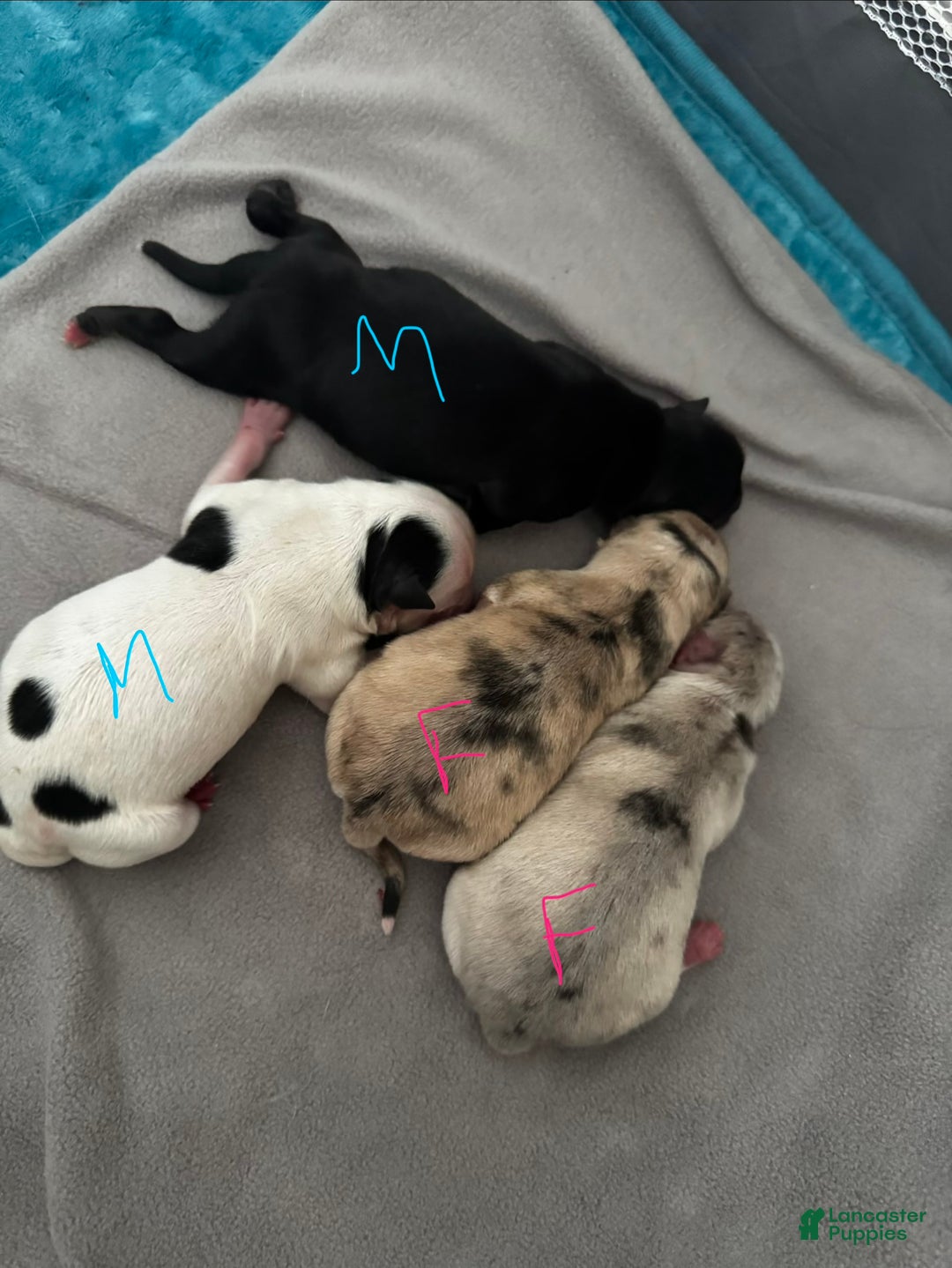 Pomsky dogs for sale: Pomsky Puppy 1 white with black spots male - Ad 1