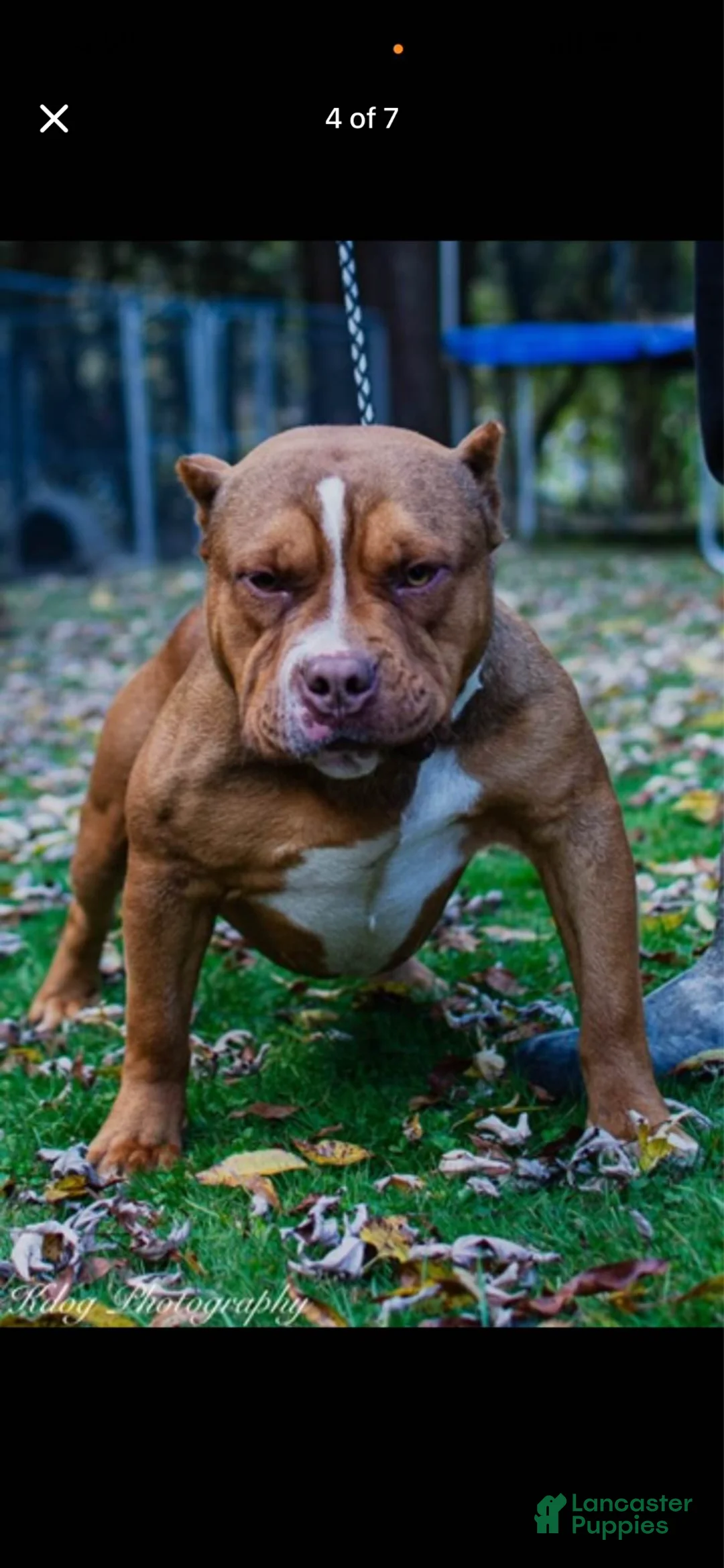 American Bully dogs for sale: Princess  - Ad 5