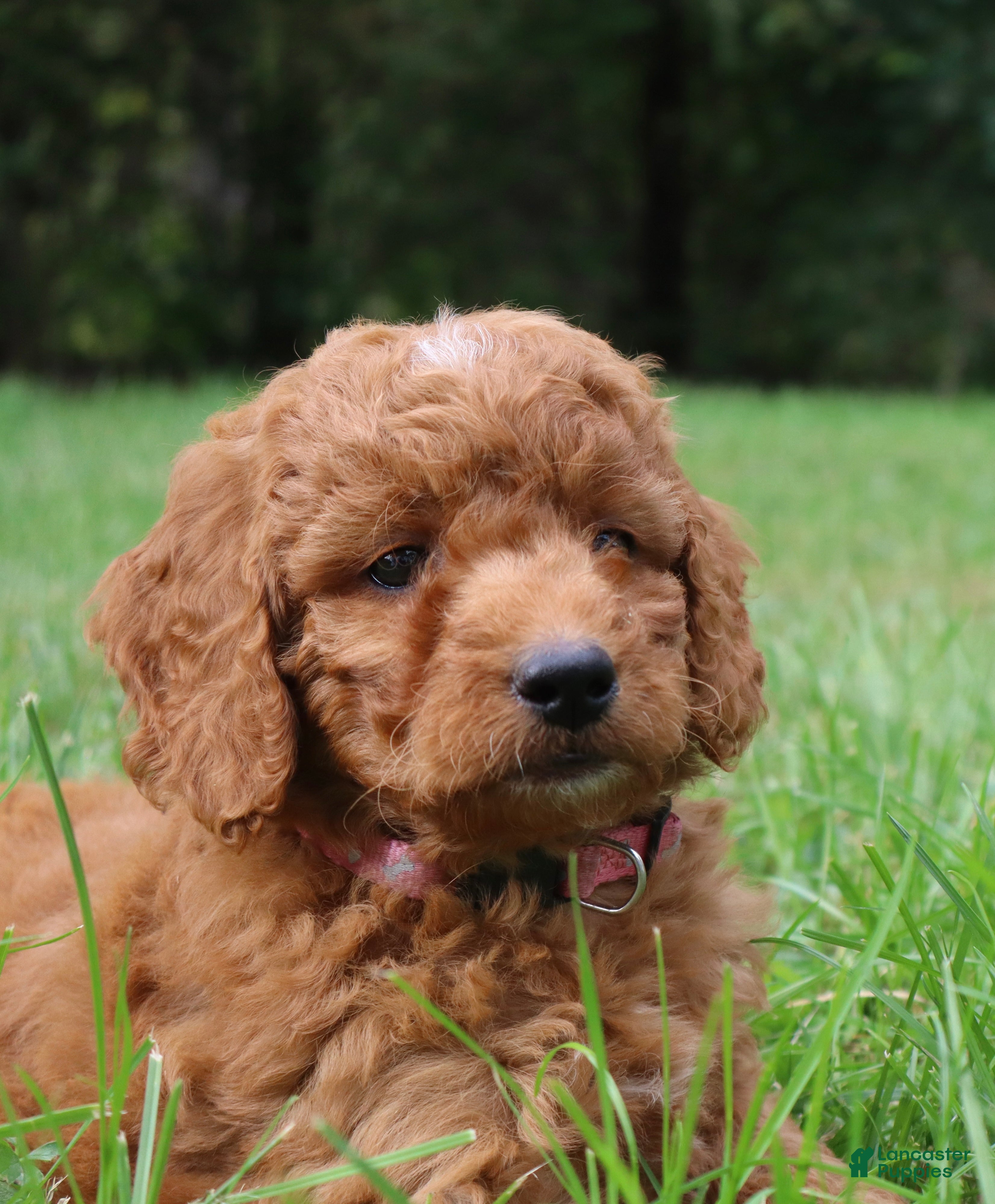 Mini Goldendoodle dogs Marshmallow  - Ad 1