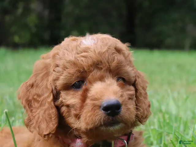 Mini Goldendoodle dogs for sale: Marshmallow - Ad 2