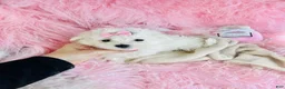 Maltese dogs for sale: Maltese 1 - Ad 1