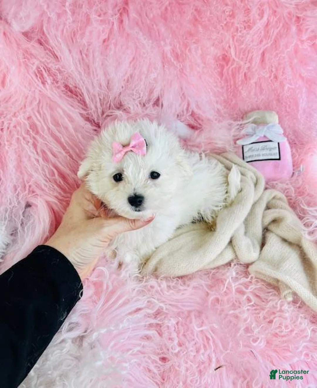 Maltese dogs for sale: Maltese 1 - Ad 1