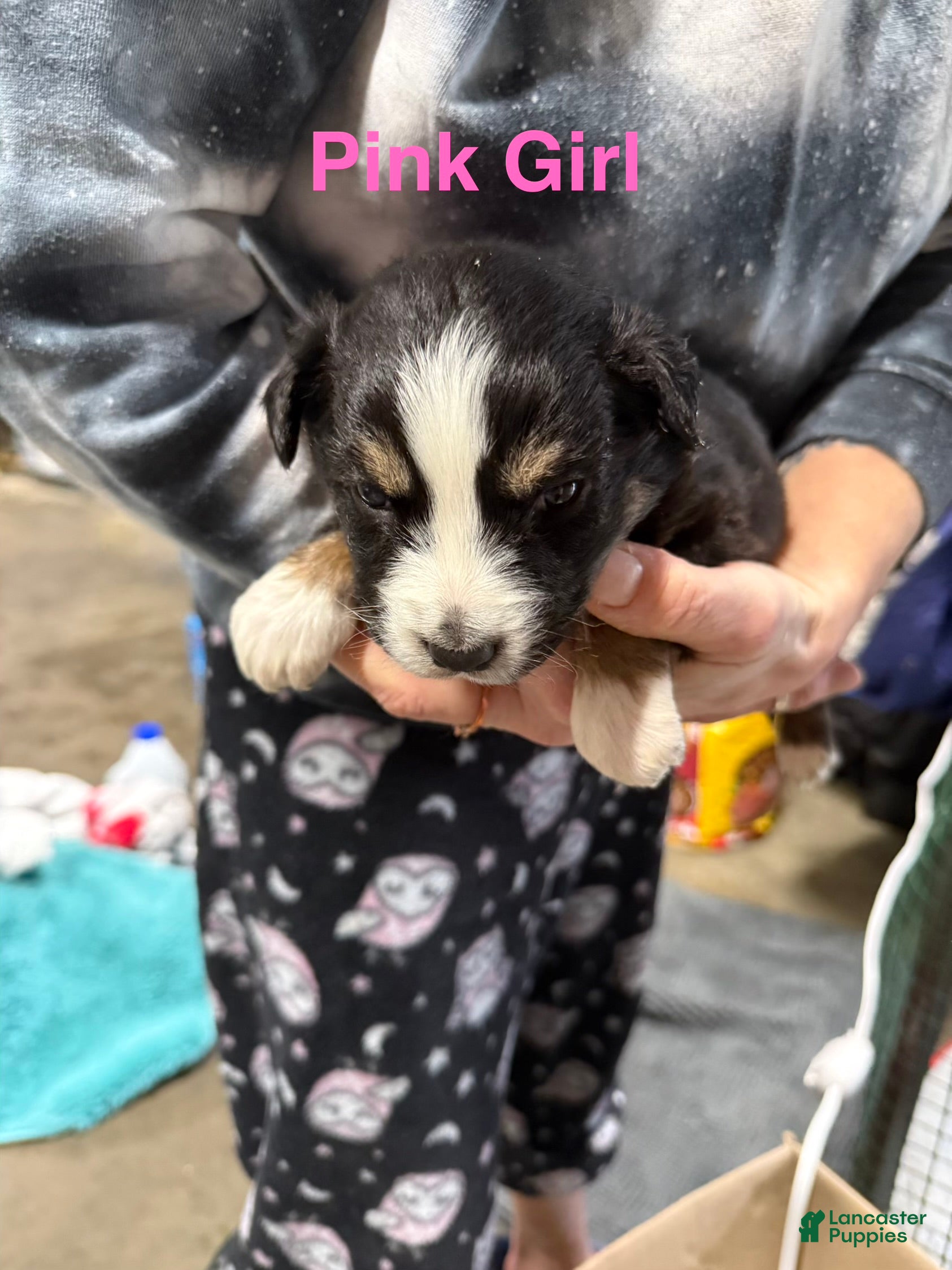 Mixed Breed dogs Pink Girl - Ad 23