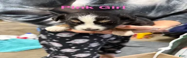 Pink Girl