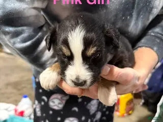 Mixed Breed dogs Pink Girl - Ad 7