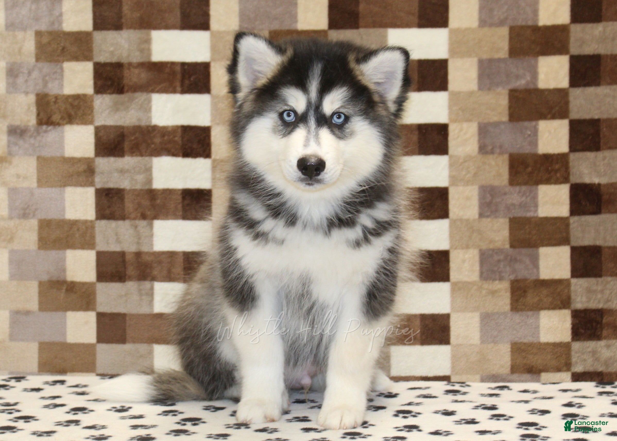 Pomsky dogs Waldo - Ad 1