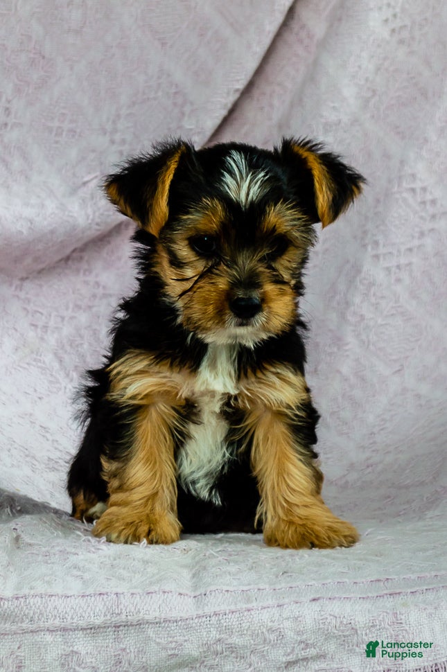 Yorkshire Terrier dogs Rover - Ad 2