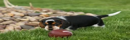 Beagle dogs for sale:  Cypress 🦴🐶 - Ad 8