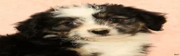 Mini Aussiedoodle dogs for sale: Lassie - Ad 9