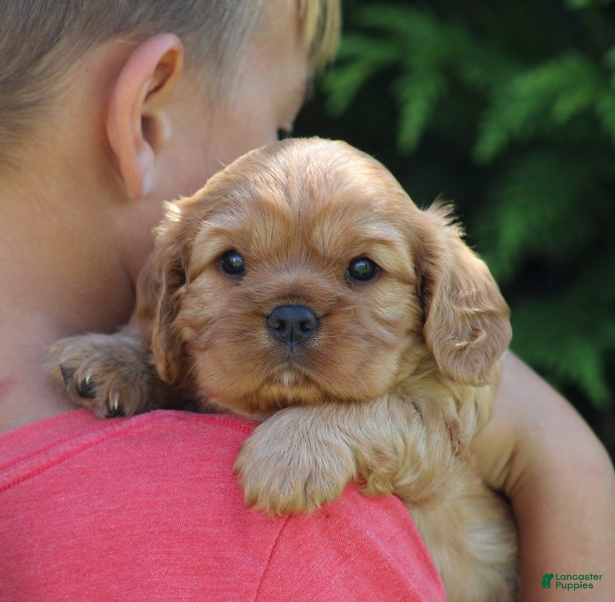 Cavalier King Charles Spaniel dogs Valerie - Ad 32