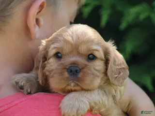 Cavalier King Charles Spaniel dogs Valerie - Ad 32