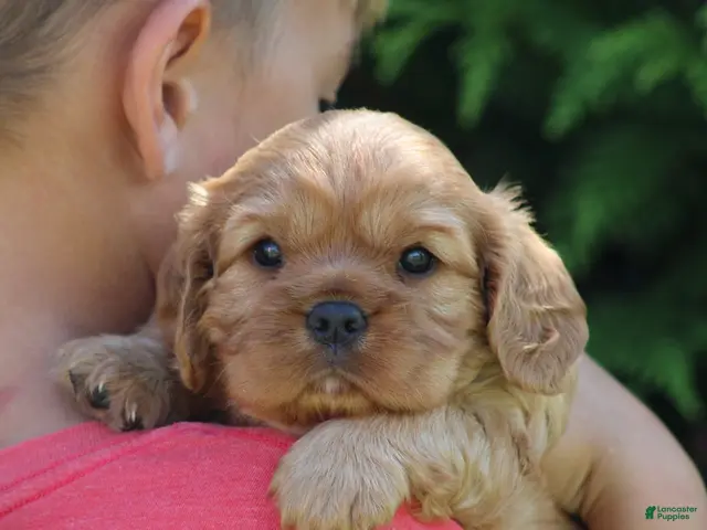 Cavalier King Charles Spaniel dogs for sale: Valerie - Ad 2