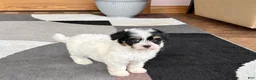 Havapoo dogs for sale: Havapoo girl 1 - Ad 10