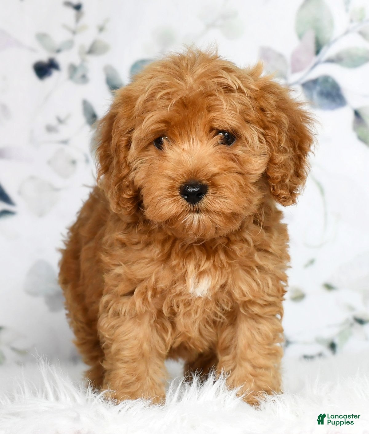 Cockapoo dogs Ranger - Ad 1