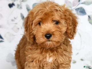 Cockapoo dogs Ranger - Ad 22