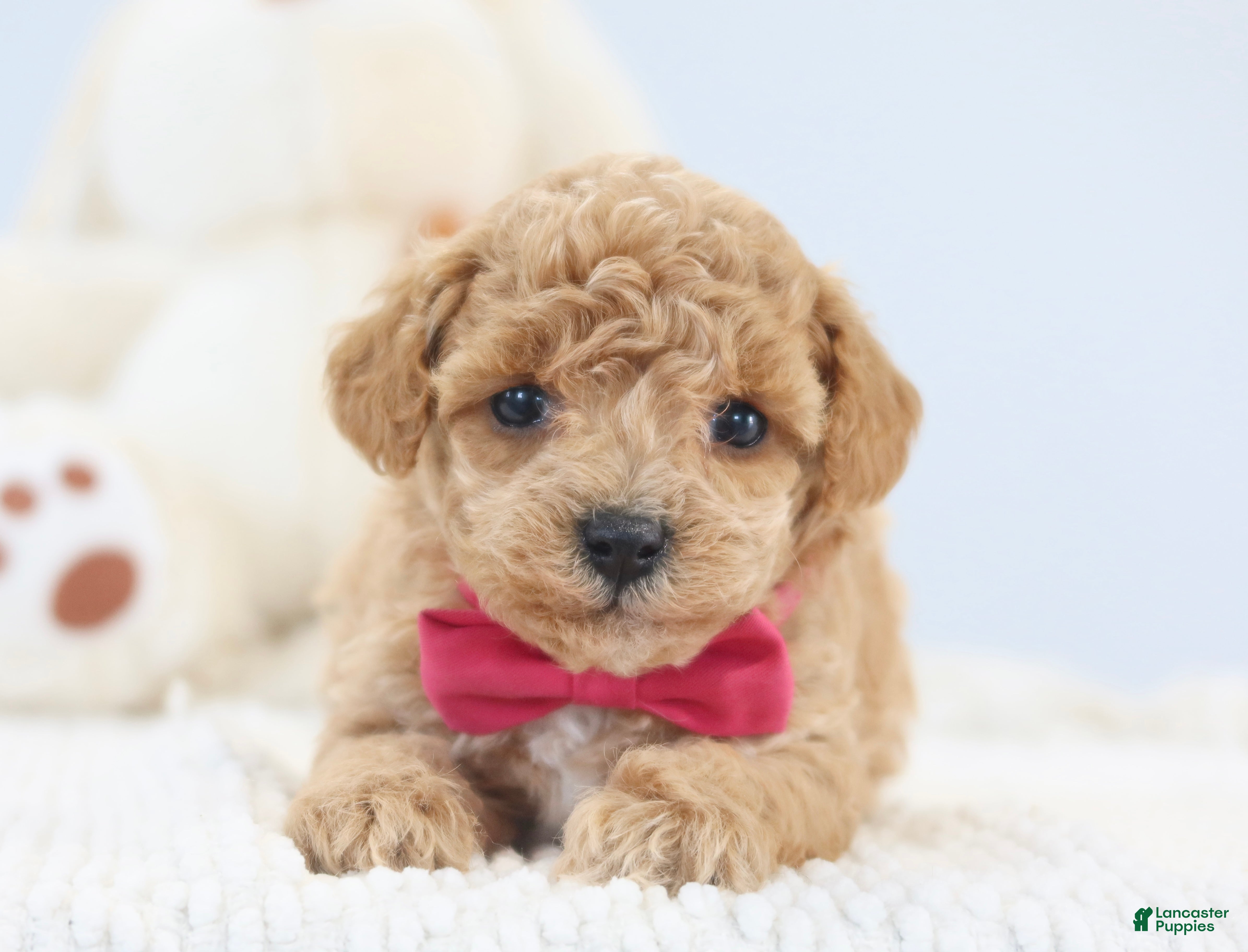 Toy Poodle dogs Allie - Ad 2